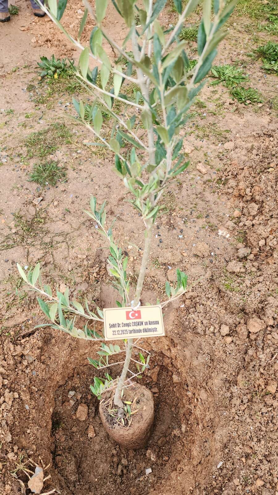 Muğla’da Yürekleri Yakan Anma: Sağlık Şehitlerinin İsimleri Zeytin Ağaçlarında Yaşayacak 8